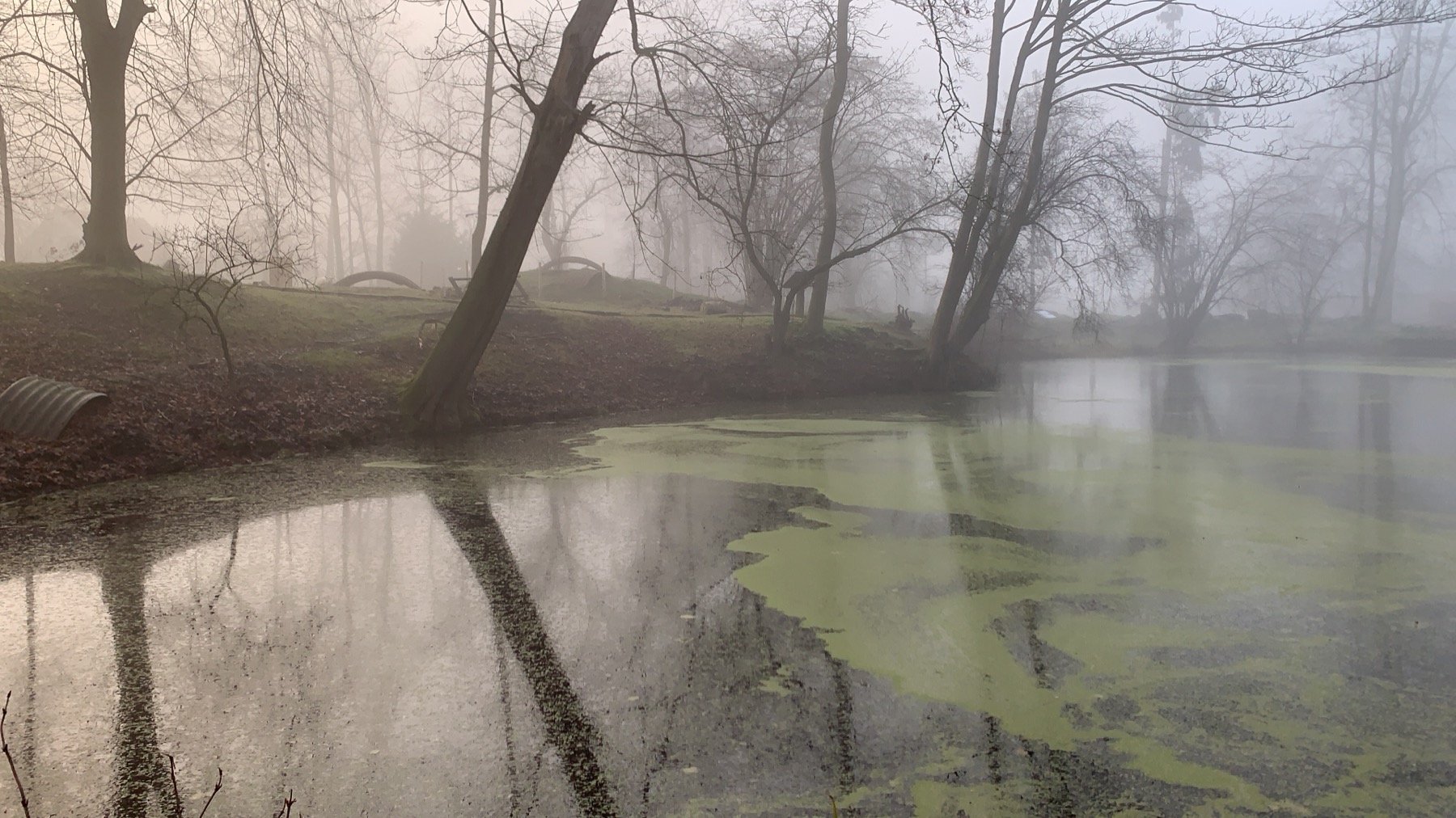 Misty morning at Ploegsteert Wood, the Christmas Truce site