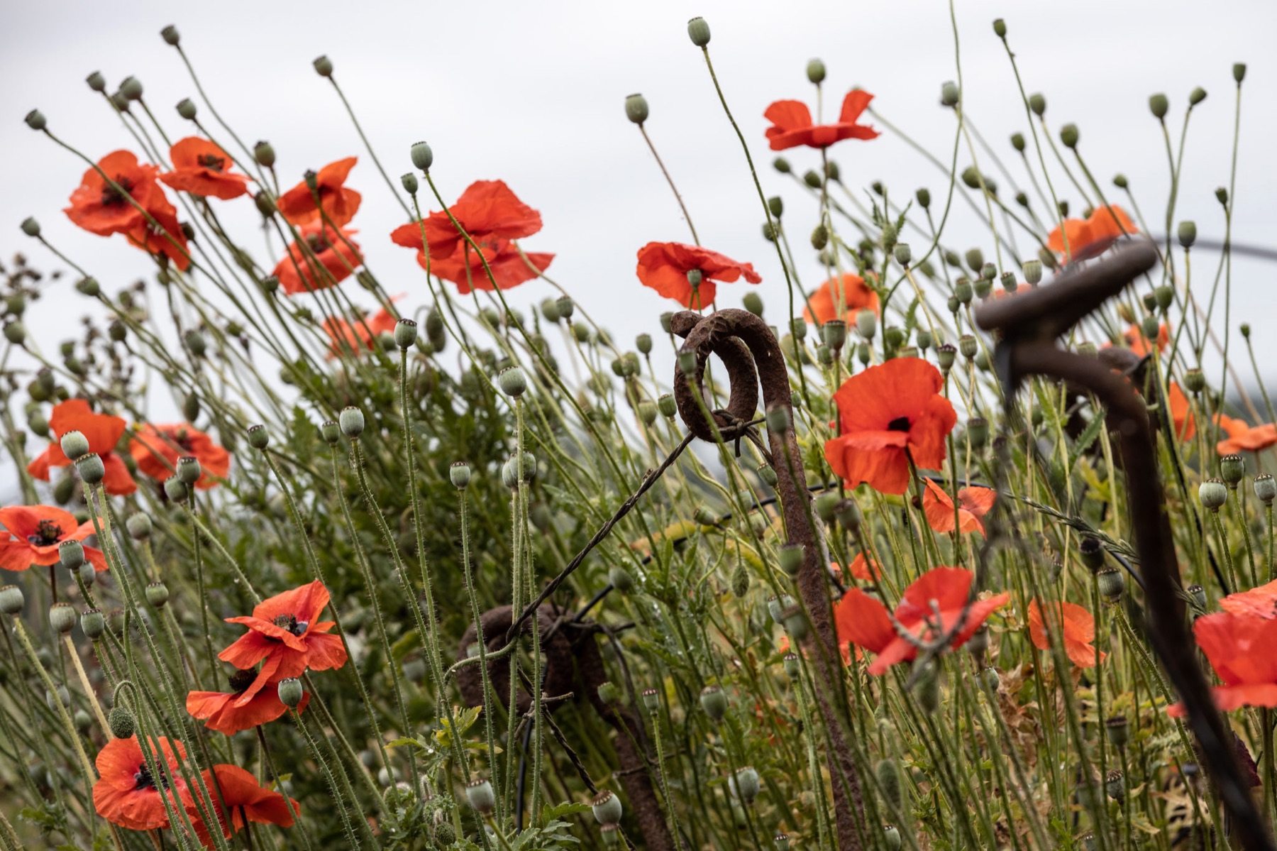 Wild poppies growing among rusted battlefield wire