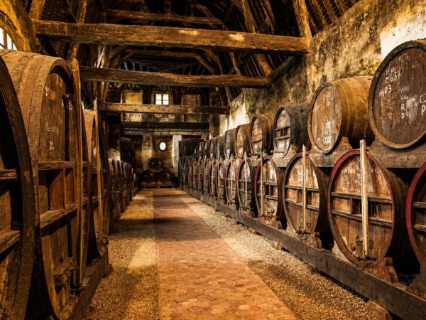 Traditional Normandy cider barrels ageing in a cellar
