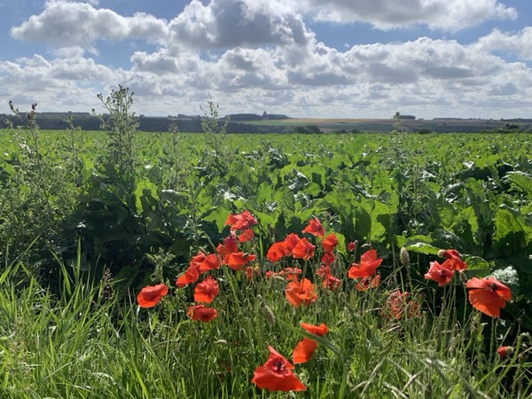 The Somme battlefield photograph